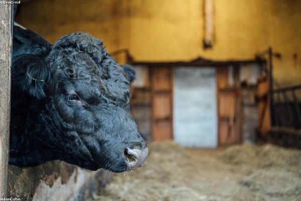 Dairy cattle on a farm