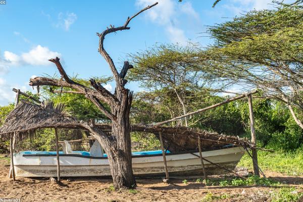 Mangrove restoration project